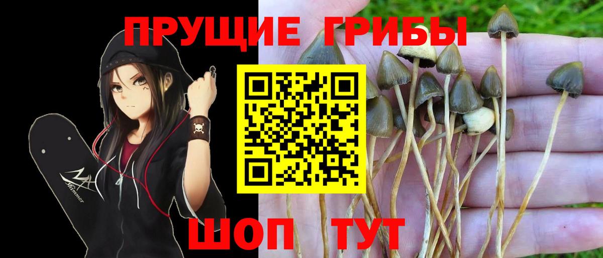 Людиново  Псилоцибиновые грибы Magic Shrooms  Вход с VPN 